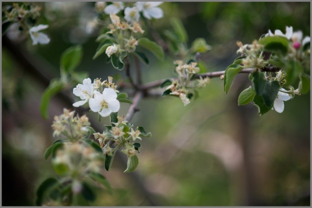 Apple Blossom 2012 ~Weymuller