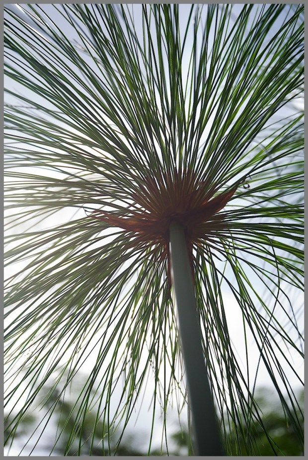 Steelgrass Kauai 2012 WP