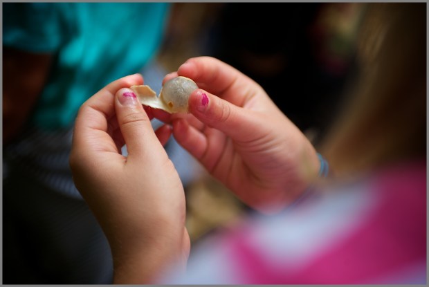 Kauai'i - Steel Grass Chocolate tour 2012 WP Dragon Eye