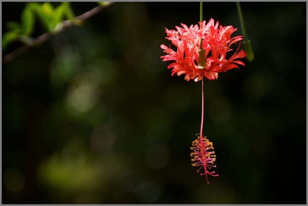 Kauai'i - Steel Grass Chocolate tour 2012 WP