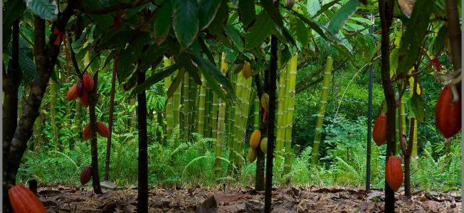 Cacao Trees
