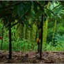 Cacao Trees