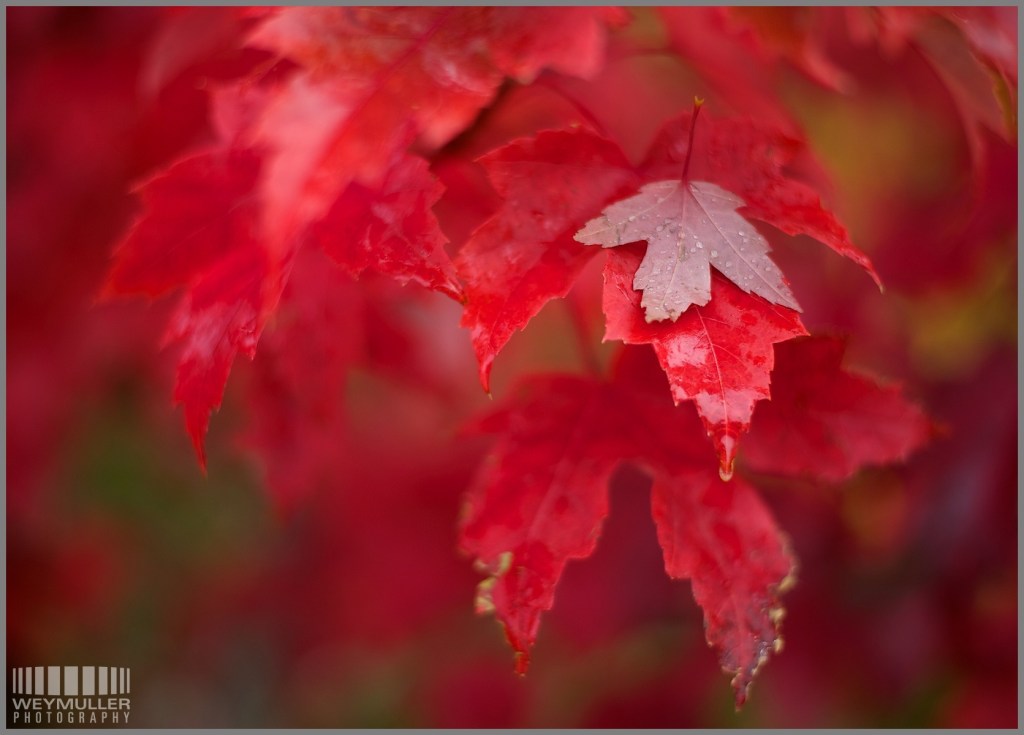 Red Maple leaves 11-12 EAW