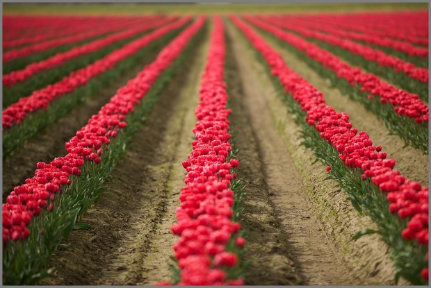 Skagit Valley Tulip Festival Red Tulip Lanes RKWeymuller Weymullerphotography