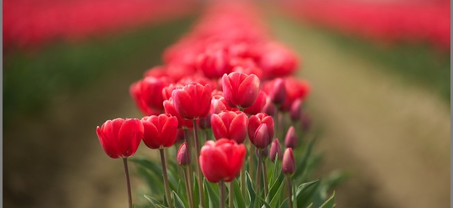 Skagit Valley Tulip Festival Red Tulips RachelleKWeymuller