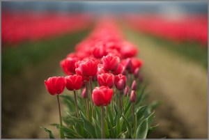 Skagit Valley Tulip Festival Red Tulips RachelleKWeymuller