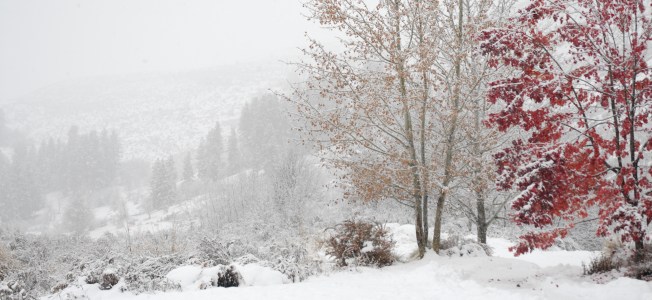 Heavy wet snow fall arrives taking trees and power lines down with it.