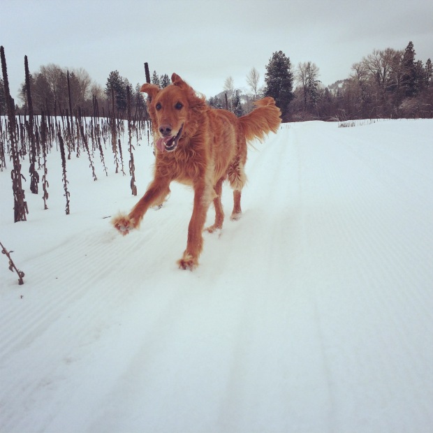Run Boris Run- The B Dog skiing Big Valley Ranch - Methow Trails