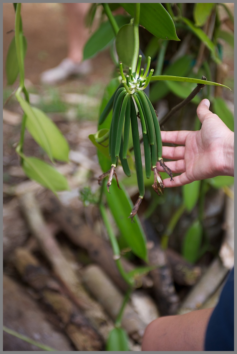 Kauai'i - Green vanilla pods on the vine -Steel Grass Chocolate tour