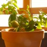Indoor citrus/lemon tree bearing fruit