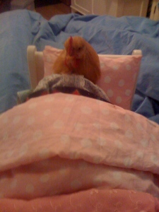 Chicken tucked into bed